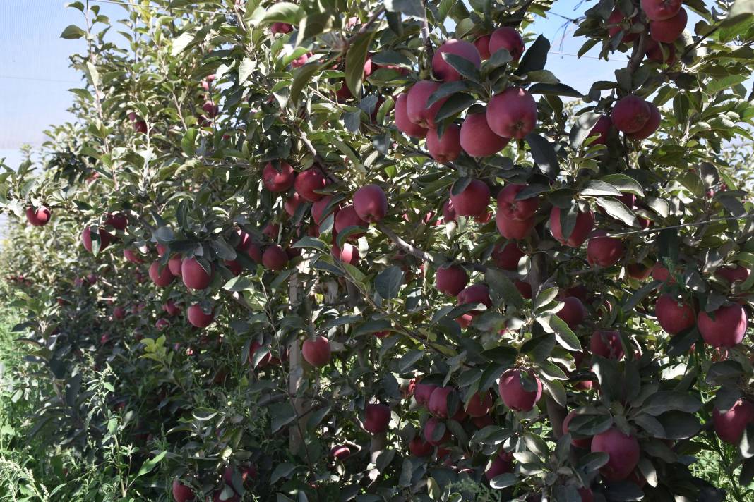 Hasat başladı, bir meyve daha cep yakacak 1
